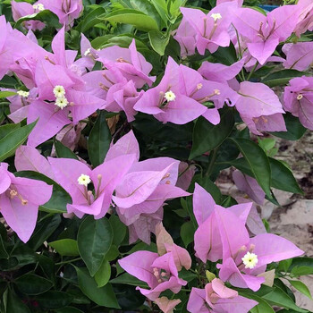 三角梅盆栽树苗重瓣爬藤老桩庭院攀援植物花苗多色阳台花卉绿植盆栽