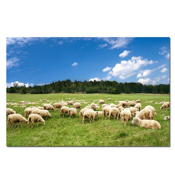 大草原羊群画小绵羊山羊吃草贴墙画蓝天白云内蒙古草原风景自粘画 b