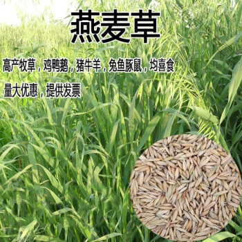 燕麥草種子飼用養殖牧草耐寒種籽高產魚飼料草籽綠肥牛羊豬草種籽燕麥