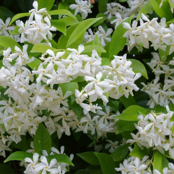 茉莉花盆栽重瓣白茉莉室内开花观花植物阳台茉莉花卉盆栽 风车茉莉(一