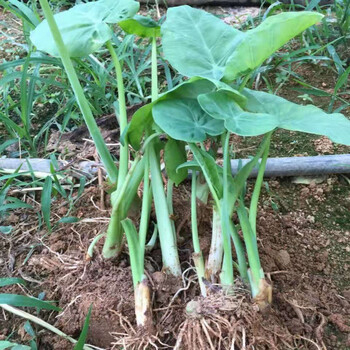 悠妃广菜斤州新鲜特产蔬菜 5斤农家自种芋荷芋梗白玉苗芋蒙酸菜苗 6棵
