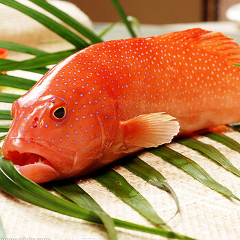 聚福鲜印尼冷冻东星斑300400g1条石斑鱼深海鱼