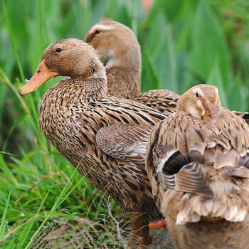 oimg30只装麻鸭活苗金腚鸭活体幼苗高产蛋鸭活物小鸭子活苗水鸭苗买75