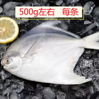 鲜源澜湾大白鲳鱼银鲳鱼新鲜速冻野生大银鲳鱼特大平鱼鲳鳊鱼深海鱼生鲜 