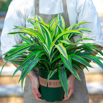 派果屋金边巴西美人铁盆栽室内阳台客厅吸甲醛好养植物花卉绿植 金边