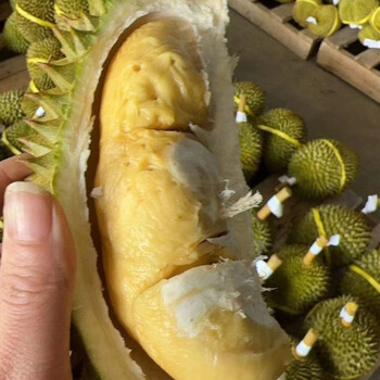 泰国托曼尼榴莲带壳新鲜水果巴掌一整个特价整箱单果包3房 2-3斤单果