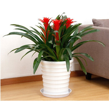 花嘟嘟  鸿运当头绿植盆栽花卉植物室内客厅水培植物红星凤梨水养植物