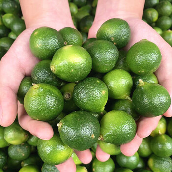 蔬教授海南小金桔新鲜水果酸小青桔5斤精洗一级大果