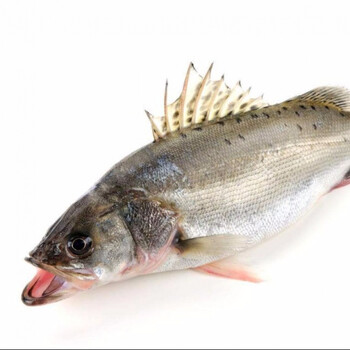 3斤大鲈鱼鲈鱼 海鲈鱼 七星鲈鱼 大鲈鱼 新鲜海鲜 鲜活海鲜 腾旺纳跃