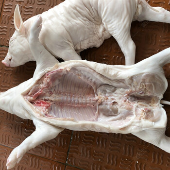 富铭士新鲜现杀速冻小乳猪整只去内脏小乳猪脆皮烤乳猪食材56斤左右