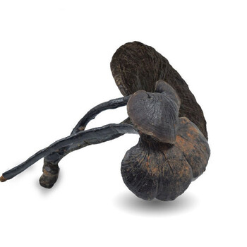 竹灵芝深山采摘黑芝叶紫芝整枝散装灵芝叶50g100g250g500g野生灵芝整