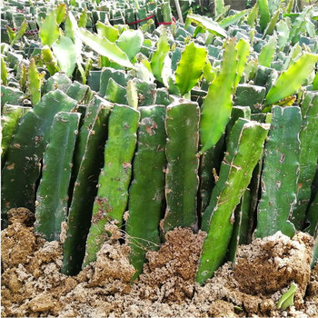 苗红心红肉火龙果苗基地真苗金都一号桂红龙苗盆栽地栽 软枝大红龙【3