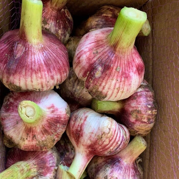 2023云南紫皮大蒜新鲜现挖湿蒜米泡蒜腊八蒜新蒜糖醋蒜大蒜头 鲜蒜3斤