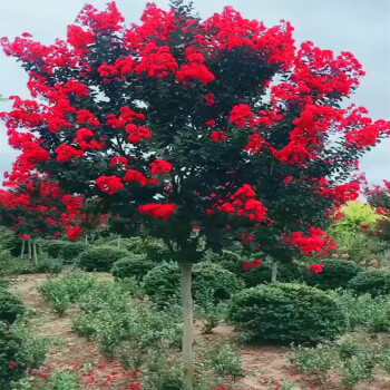 庭院綠化盆栽紅火球紅火箭紫薇花苗紅紫薇樹苗紅火箭紫薇苗美國紅火箭