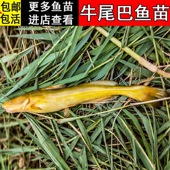 【顺丰快递】牛尾巴鱼苗 活体好养耐活本地稀有高档稀奇古怪名贵小型