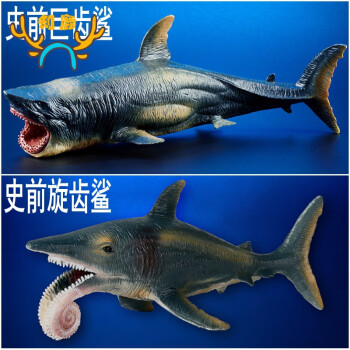 史前海洋恐怖鯊魚:巨齒鯊 旋齒鯊