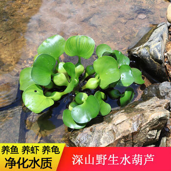 Hkna 水葫芦浮萍水生植物鱼缸金鱼乌龟水草造景净化水质水芙蓉水培绿植水葫芦5株 浮萍0粒 图片价格品牌报价 京东