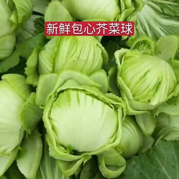 新鲜芥菜球广西卷心芥菜胆可做潮州大菜苦菜泡酸菜包心肉芥菜现摘3斤