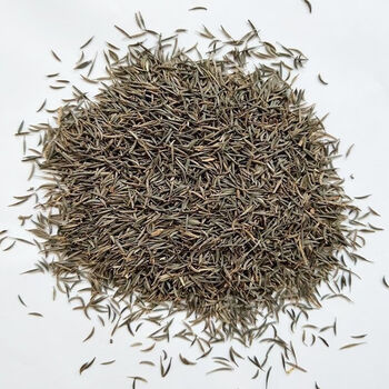 东北扫帚梅花种子 一年生野花花种子 庭院花坛绿化栽培花籽七彩 试种