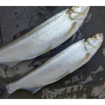 白鱼刁子鱼翘嘴鱼大白鱼翘嘴鲢兴凯湖品种大白鱼外湖翘嘴巴鱼 一份