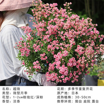 阳台室外露台植物花卉盆栽四季开花网红  超微(小粉花淡香四季)-微型