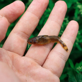荣郁牛尾巴鱼苗淡水好养耐活本地稀有稀奇古怪名贵小型食用鱼批发荣郁