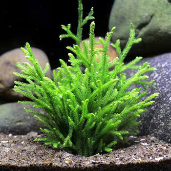 植物水榕沉木莫斯真水草种子水族箱造景装饰套餐 鹿角藓带环【买1 1