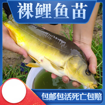 榮鬱鯉魚魚苗無甲無鱗養殖食用淡水魚好養活冷水活體德國鏡鯉大型裸斑