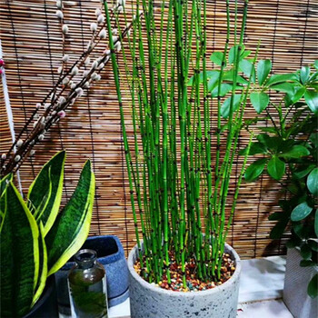 管草笔杆草水池观赏造景水陆两生 木贼50-60株(80厘米高有参差)简易盆
