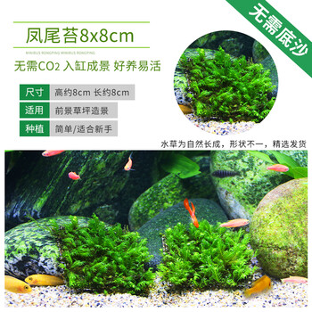 酷爬三角莫斯水草活体淡水松茸火焰垂泪莫斯前景草沉木水草造景装饰凤尾苔8 8cm 图片价格品牌报价 京东 酷爬三角莫斯水草活体淡水松茸火焰垂泪莫斯前景草沉木水草造景装饰凤尾苔8 8cm 图片价格品牌报价 京东