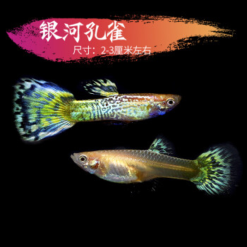 銀河孔雀魚2對【圖片 價格 品牌 報價】-京