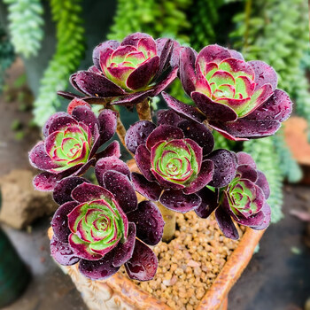 绿羊绒法师老桩多头大颗肉肉植物稀有品种大绿法师稀有品种 玫瑰法师