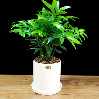 竹柏盆栽树苗室内水培植物平安竹花草四季青竹柏圆形纯白带托盘含盆