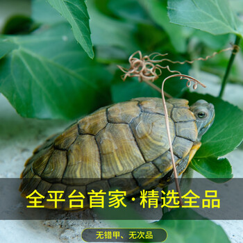 龟活物宠物乌龟观赏龟活体巴西彩龟一对种龟苗 6至8厘米(绿/黄)变色期