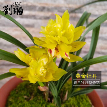 刘阁兰花苗春兰牡丹型奇花黄金牡丹冬带花苞出售好养花卉室内盆栽2苗连体裸根 图片价格品牌报价 京东