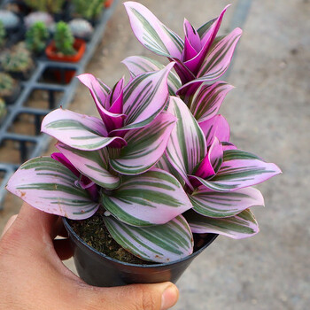 荷兰进口油画婚礼多肉植物室内盆栽玫红色观叶吊兰花卉绿植防辐射油画