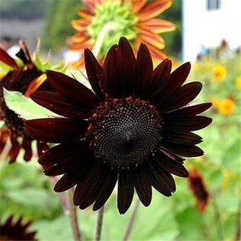 可以食用观赏黑美人大向日葵种子30粒  花盆 营养土 生根粉 三件套