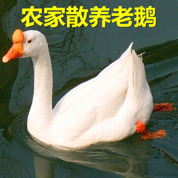 大鹅整只白条真空现杀大白鹅活6斤左右土鹅农家散养草鹅林诺新威一只