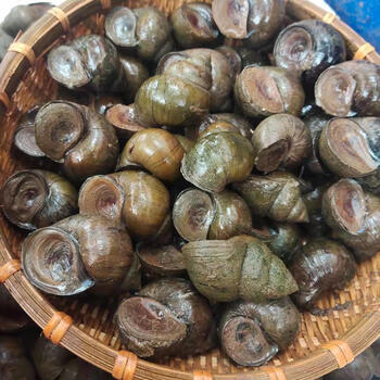 姬露鲜稻田大田螺鲜活新鲜田螺特大活体钓鱼超大活的石螺包活到家大号
