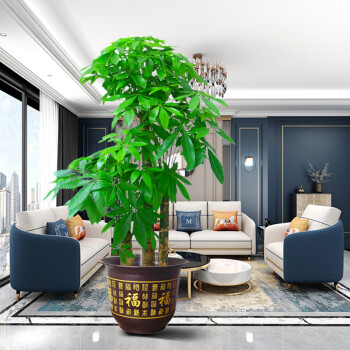 发财树盆栽大型绿植三杆步步高发财树盆栽室内摆客厅大型植物办公室