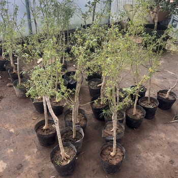 曼杉园(manshanyuan)四季种植金丝吊蝴蝶树苗卫矛嫁接金线吊蝴蝶盆栽