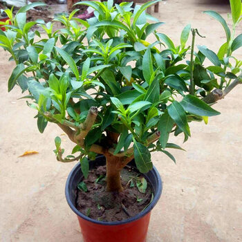 夜来香盆栽浓香四季室内庭院观花植物香草绿植花卉 夜来香3年小苗 不