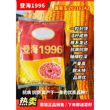 細辛登海1996玉米種子棒大粒深產量高穩產一袋4200粒一畝地棒大粒