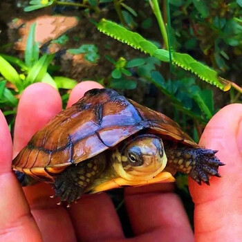 南石龟活体南石金钱苗长寿龟南石乌龟活物越南石龟长寿龟 南石单身1只