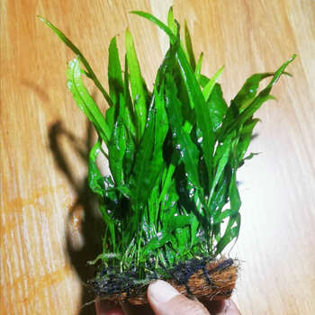 丹麦细叶铁皇冠大叶绿九冠水下叶不用二氧化碳四季淡水阴性水草细叶铁