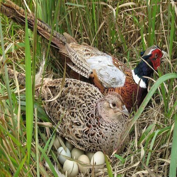 祁语鲜活体家禽七彩山鸡批发活苗活鸡家养鸡土鸡成年活苗 成年七彩