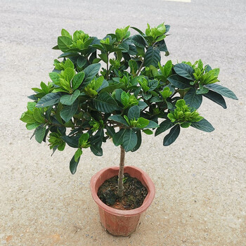 曼杉园栀子花盆栽室内阳台庭院客厅盆栽浓香木本花卉独杆大叶牡丹栀子花不含盆 图片价格品牌报价 京东