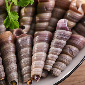 去尾钉螺狮新鲜活钉锥丁螺丝小海鲜水产尖尾螺海锥螺五斤家庭装