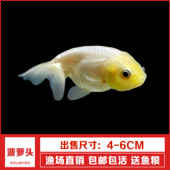 金魚活體淡水冷水魚小金魚苗錦鯉魚好養耐活小型魚觀賞魚 4-6cm菠蘿頭