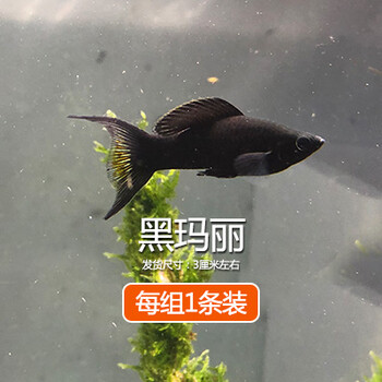 金银黑皮球玛丽除油膜胎生鱼红箭红白剑米奇月光牡丹小型活体鱼3cm黑玛丽公母1对 图片价格品牌报价 京东